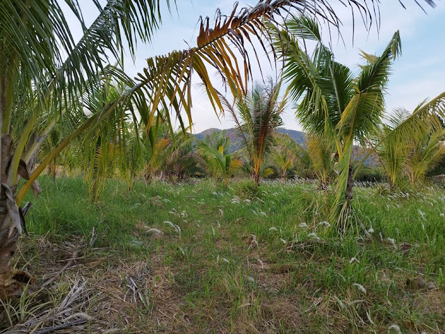 ขายที่ดินพร้อมสวนมะพร้าว 7 ไร่กว่า อำเภอกุยบุรี จังหวัดประจวบคีรีขันธ์ ในตำบลสามกระทาย โทร 081-011-7012